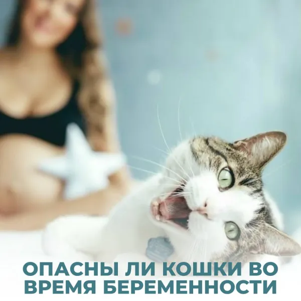 Опасны ли кошки во время беременности?