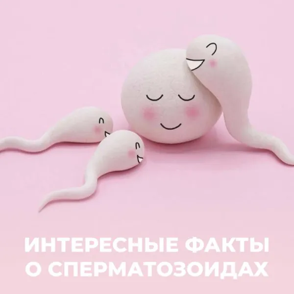 Интересные факты о сперматозоидах: скорость, живучесть и рекорды