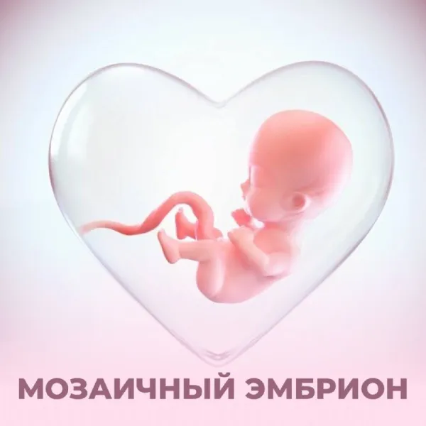Мозаичный эмбрион: переносить или нет?